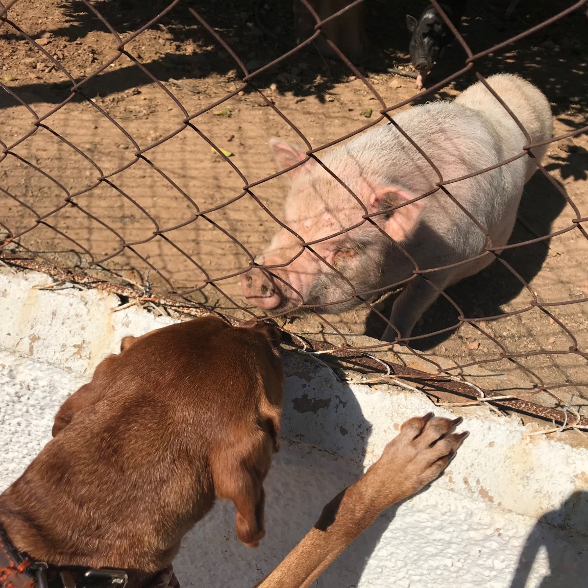 6dAZwBnXQR6rPVxhv04tSQ